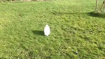'Video thumbnail for Django & Arya the Maltese Puppies playing in the Meiklour Arms in Perth, Scotland'