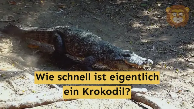 'Video thumbnail for Wie schnell ist ein Krokodil?'