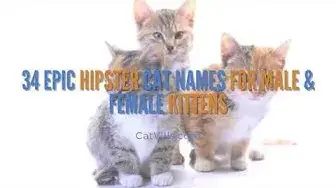 Video thumbnail for 34 EPIC HIPSTER CAT NAMES FOR MALE & FEMALE KITTENS