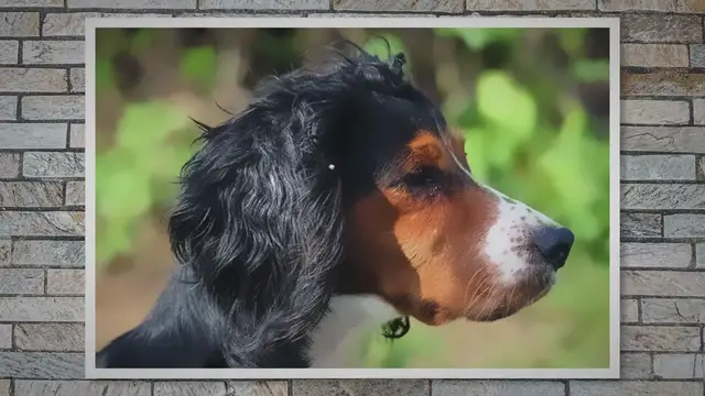 Video thumbnail for The Ultimate Guide to Tri-Colour Working Cocker Spaniel Breeds - Easy Spaniel Training