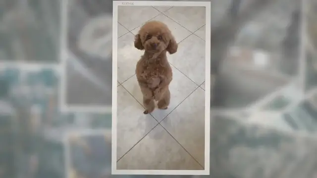 'Video thumbnail for Are Poodles Fussy Eaters? 7 Reasons Your Poodle Isn’t Eating'