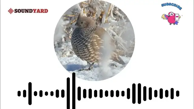 'Video thumbnail for Scaled Quail Call, Scaled Quail Sound and Song [Audiogram Version]'