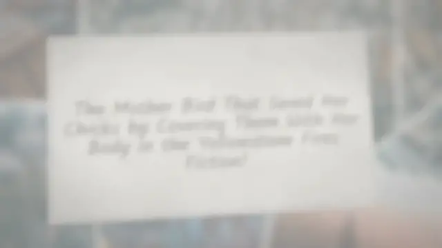 Video thumbnail for Mother Bird Saved Chicks in Yellowstone Fire-Fiction