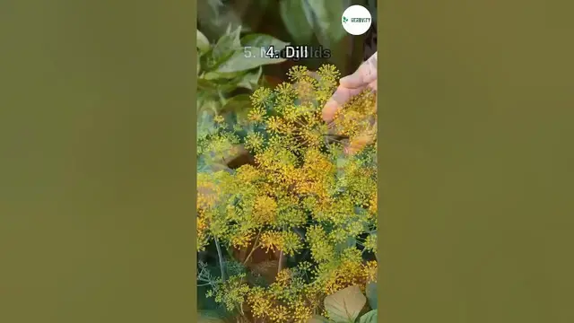 Video thumbnail for Companion Plants for Turnips #farming #herbgarden #shorts