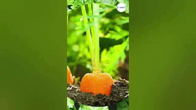 Video thumbnail for Good Companion Plants For Brussel Sprouts 💚💚 #farming #herbgarden #shorts