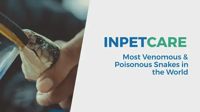 'Video thumbnail for Most Poisonous Snakes List '