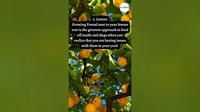 Video thumbnail for Good Comparisons Plants for Fennel 💚 #farming #herbgarden #shorts