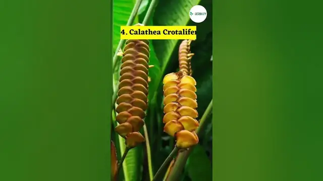 Video thumbnail for Common Types Of Calathea #farming #herbgarden #shorts