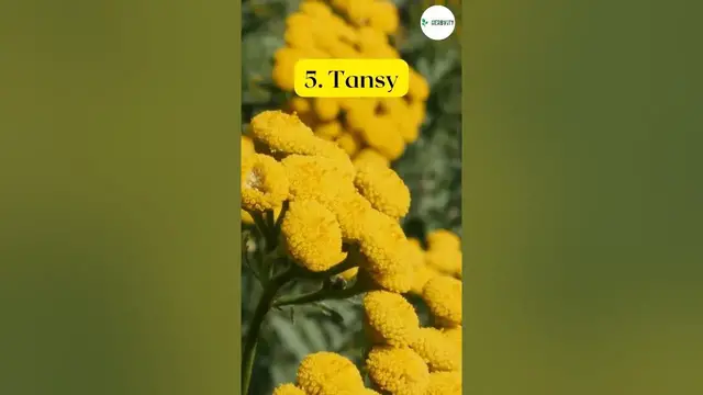 'Video thumbnail for 7 Great Companion Plants for Raspberries #farming #harvest #shorts'