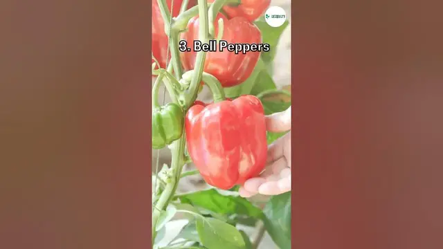 'Video thumbnail for Most Viable Hydroponic Plants To Try This Year ✨ #farming #hydroponics #shorts'