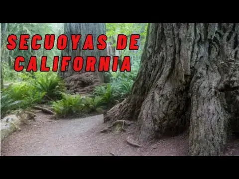 Video thumbnail for Exploring the Majestic California Redwoods: A Journey into Nature’s Cathedral