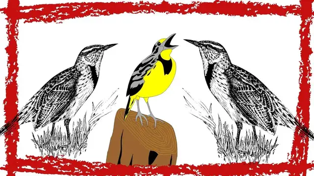 Video thumbnail for 5 Minutes Western Meadowlark Song | Western Meadowlark Call | Western Meadowlark Sounds