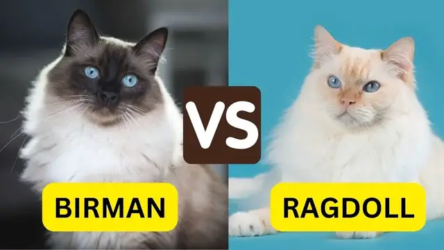'Video thumbnail for 10 Differences Birman Vs Ragdoll You Must Know'