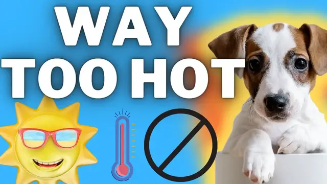 Video thumbnail for This Can Get Dangerous: Jack Russell Terriers (Indoors Vs Outdoors + Recommendations and Tips)