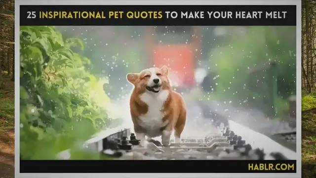 Video thumbnail for 25 Inspirational Pet Quotes to Make Your Heart Melt - Hablr