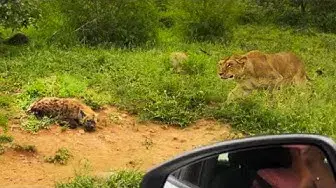 Video thumbnail for LIONESS SNEAKS UP ON SLEEPING HYENA CUBS