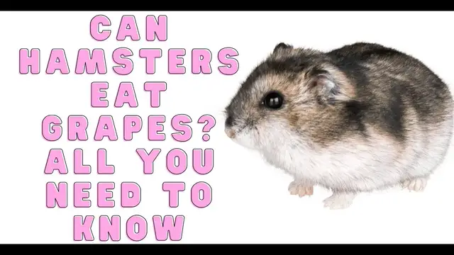 'Video thumbnail for Can Hamsters Eat Grapes? All You Need To Know'