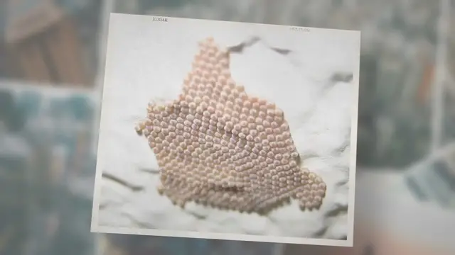 'Video thumbnail for Does Washing Clothes Kill Moth Eggs? (We Find Out) – Pest Control Insider'