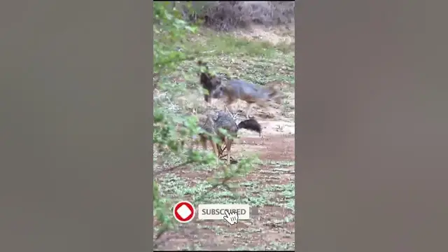 Video thumbnail for Golden Jackal  (Canis aureus) | pooping Video | scatology #shorts