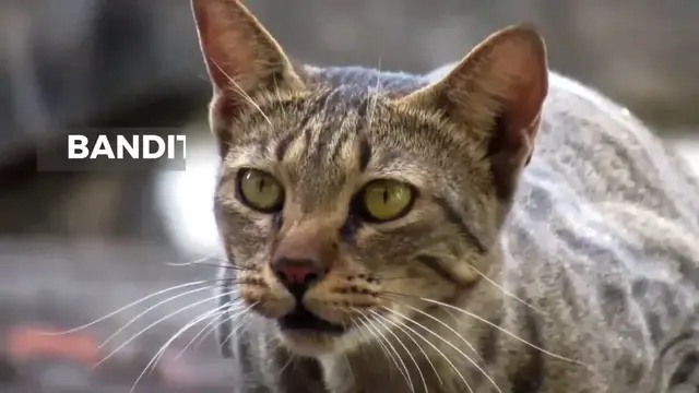 'Video thumbnail for Best Male Cat Names'