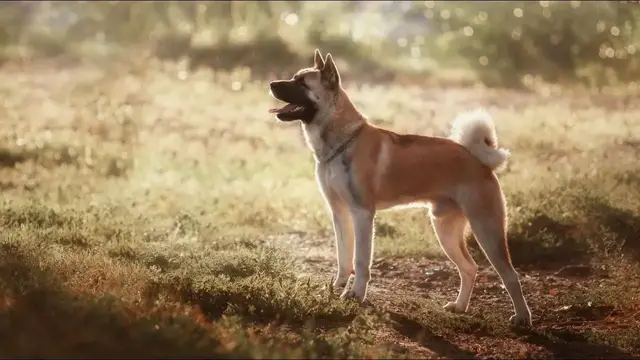 Video thumbnail for Akita amerykańska – pies budzący podziw i respekt. Poznaj opis tej rasy!