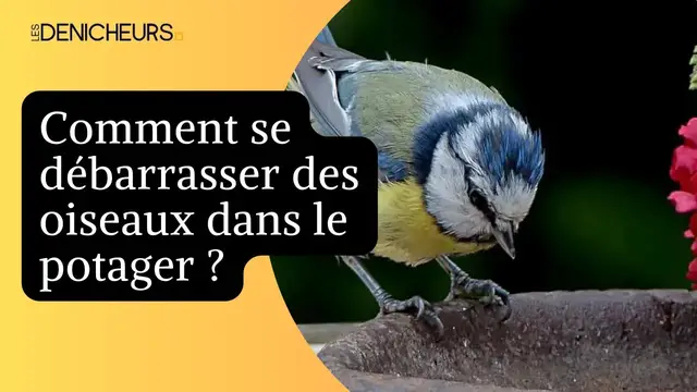 Video thumbnail for 🐦Des oiseaux dans le potager : 9 astuces pour les faire fuir ! 🦉 ❌