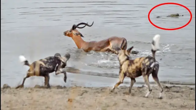 Video thumbnail for Impala vs Wild Dogs vs Crocodile vs Hippo