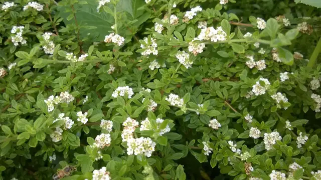Video thumbnail for What is Lippia Micromera? The Mysterious Jamaican Oregano