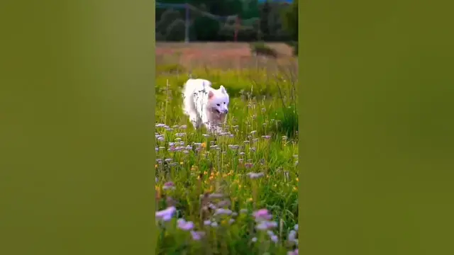 Video thumbnail for arshadmilton #shortvideo