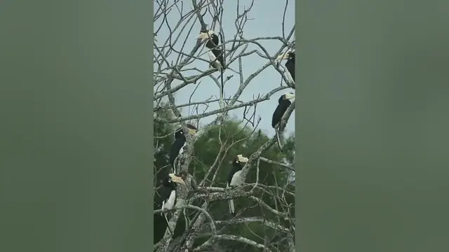 Video thumbnail for Malabar Pied Hornbill birds #shorts