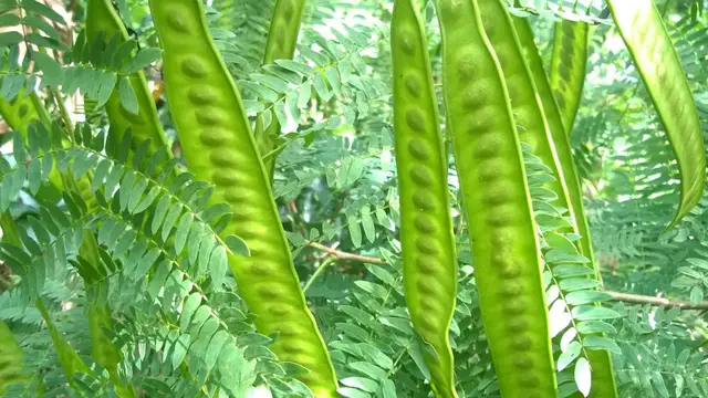 Video thumbnail for What is Leucaena Leucocephala? (A Simple Guide)