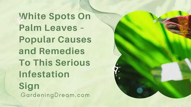Video thumbnail for White Spots On Palm Leaves – Popular Causes and Remedies To This Serious Infestation Sign