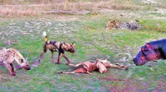 Video thumbnail for PREGNANT IMPALA vs LEOPARD vs WILD DOGS vs HIPPOS vs HYENA