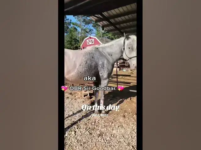 Video thumbnail for This 3 year old horse has me obsessed #horselife #poa #shorts