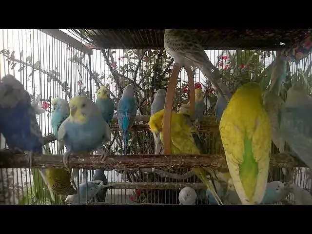 Video thumbnail for ✨ This Budgie Color Will Leave You Speechless!