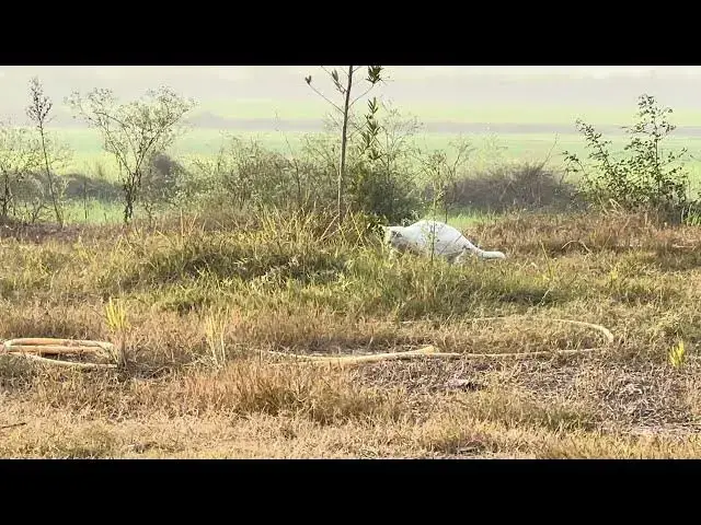 'Video thumbnail for What is this Street cat doing | cat and dog in wild'