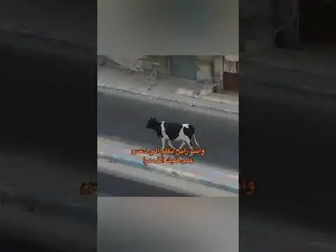 Video thumbnail for وانت رايح تكلم اللي داس على قلبك 10000 مرة ?