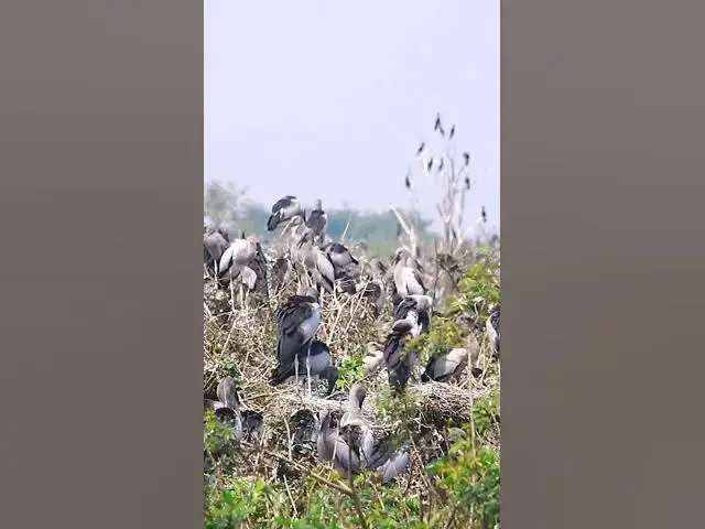 'Video thumbnail for Wild bird & Nest a lot birs EP 33 #birds #nestbird #birdalot #birdfeed #birdeat'