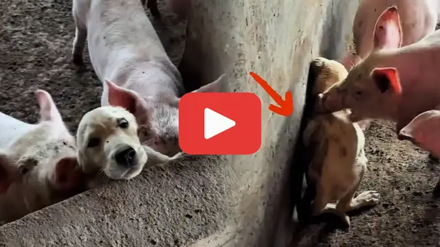 Video thumbnail for Locked Away and Tortured—All for Stealing a Bite of Feed
