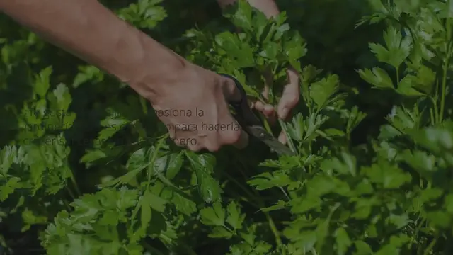 'Video thumbnail for Perejil, el secreto para hacerlo crecer sin cesar sin gastar dinero'