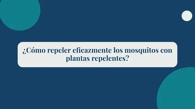 Video thumbnail for Repelente de mosquitos natural: ¡Descubre la asombrosa eficacia de estas 5 plantas!