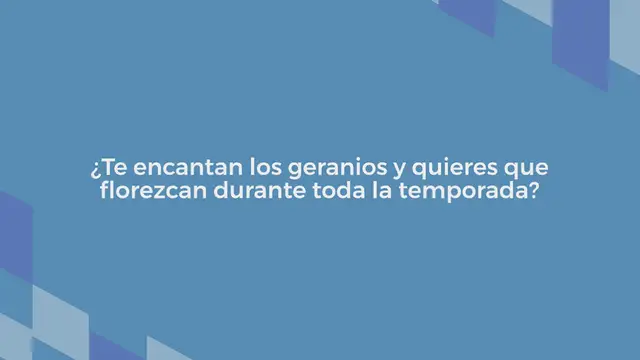 Video thumbnail for Viértelo sobre tus geranios para que florezcan rápidamente: nunca habían estado tan frondosos