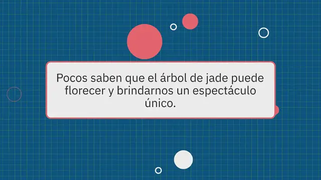 Video thumbnail for Cómo hacer florecer el árbol de Jade: atrae belleza y fortuna a nuestros hogares