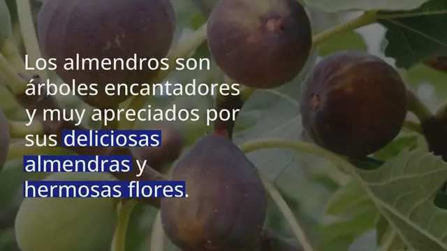 Video thumbnail for Los secretos para eliminar eficazmente el pulgón de los almendros