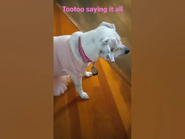 Video thumbnail for tootoo toofunny