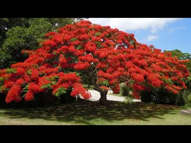 'Video thumbnail for Bermuda Botanical Gardens'