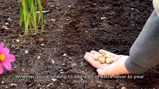 Video thumbnail for Best Green Garlic Recipe