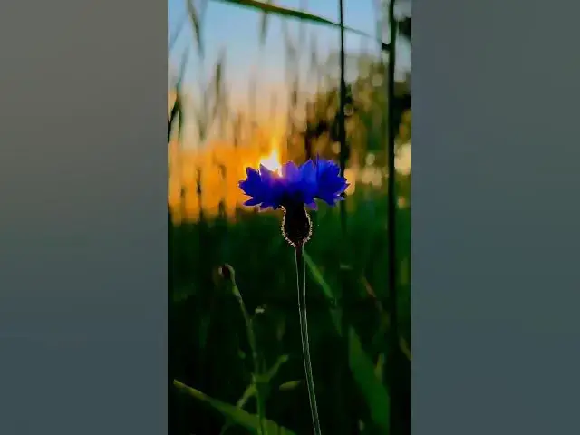 Video thumbnail for Nelumbo nucifera || Flower