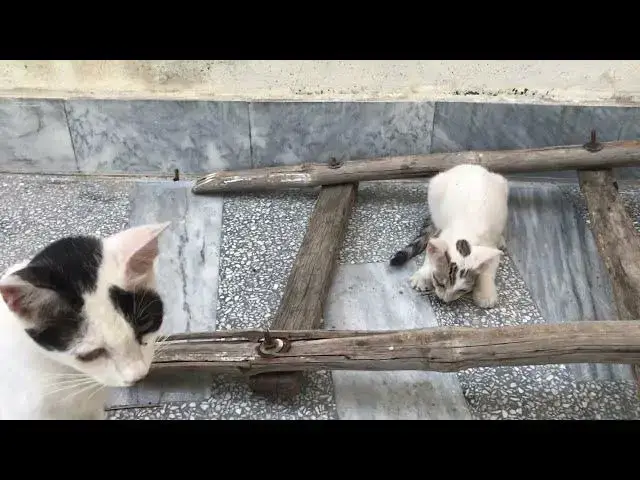 'Video thumbnail for Kitten eating rat alive | Kitten eating mouse alive'