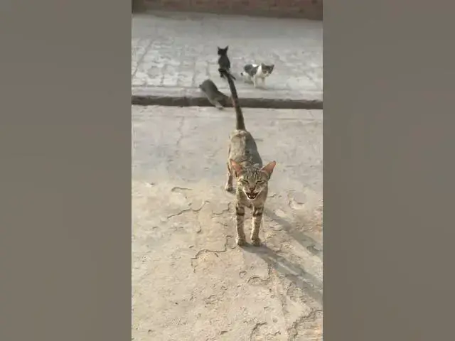 'Video thumbnail for Cat bring her kitten in our house | Short video'